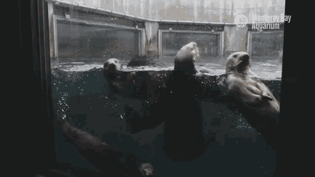 several otters are swimming in a monterey bay aquarium tank