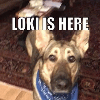 Loki Maxwell GIF - Loki Maxwell Dog GIFs