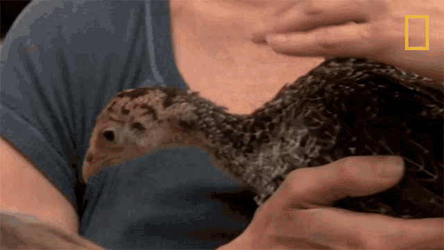 a woman holds a small bird in her hands with a national geographic logo in the corner