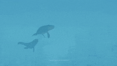 two whales are swimming in the ocean together .