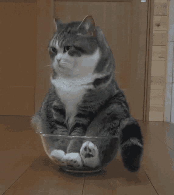 Cat Cute GIF - Cat Cute Sitting On The Bowl GIFs