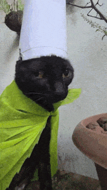 a black cat is wearing a chef hat and a green cape