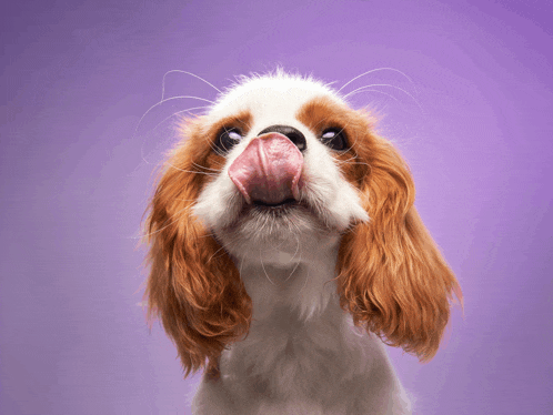 a brown and white dog with its tongue out