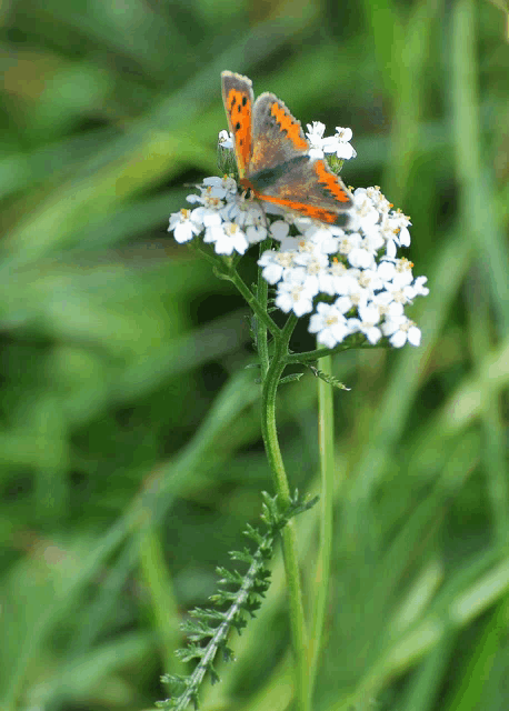 a butterfly perched on a white flower in the grass