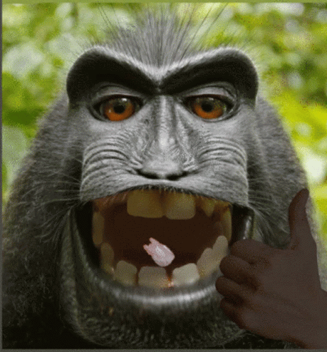 Monkey Eating GIF - Monkey Eating Eat GIFs
