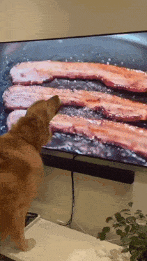 a dog is standing in front of a television looking at bacon on the screen .