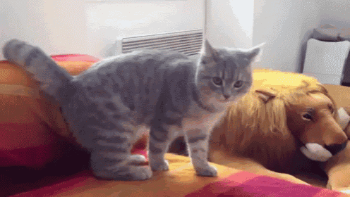 a cat is standing next to a stuffed lion on a bed