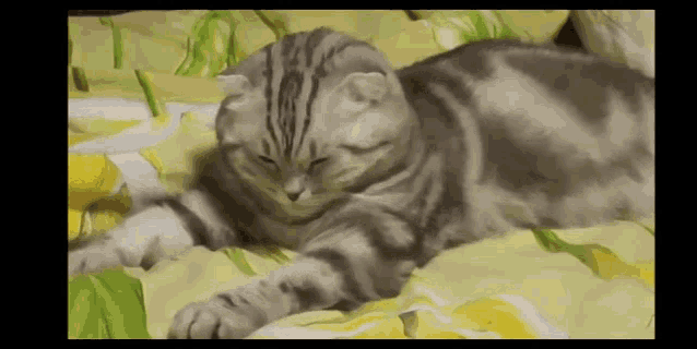 a cat is laying on a bed with a yellow and green comforter .