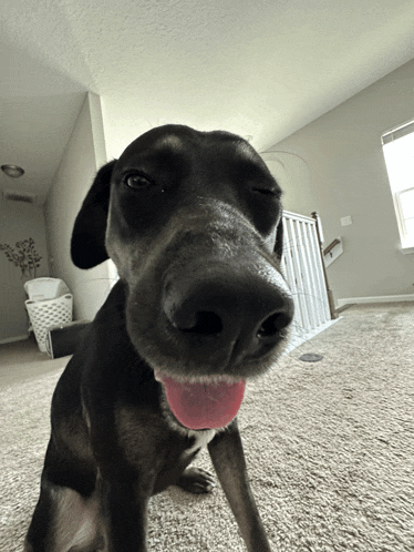 a black dog with its pink tongue sticking out