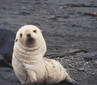 Baby Seal Dance Groovin GIF