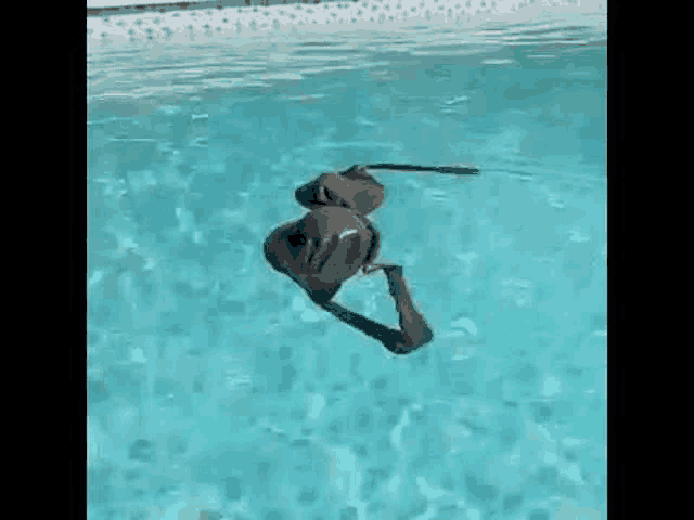 a person in a bikini is swimming in a pool .