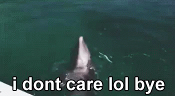 Dolphin I Dont Care Lol Bye GIF - Dolphin I Dont Care Lol Bye Lol GIFs