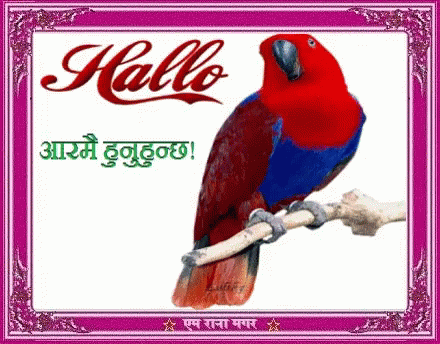 Hi Hallo GIF - Hi Hallo Parrot GIFs