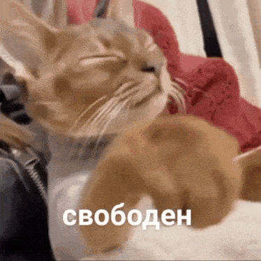 a close up of a cat with the word svoboden written on the bottom right