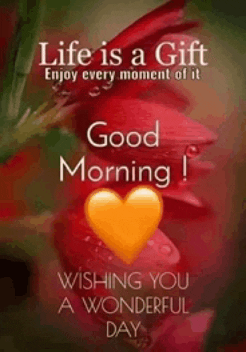 life is a gift enjoy every moment of it good morning ! wishing you a wonderful day