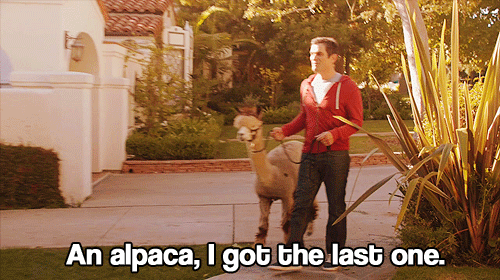 You’ve Made Some… Interesting Choices While Under Pressure. GIF - Alpaca Last One Modern Family GIFs