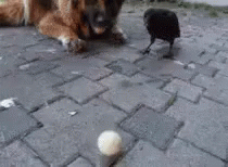暇 GIF - Dog Ball Crow GIFs