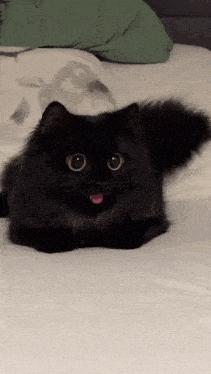 a black cat is laying on a bed with its tongue out