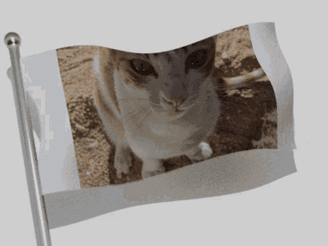 a flag with a picture of a cat on it is waving in the wind