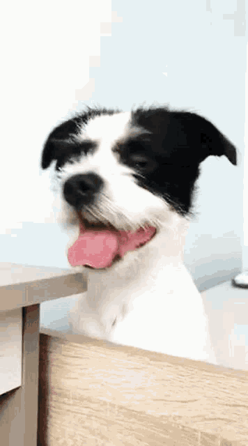 Toby Toby The Dog GIF - Toby Toby The Dog Piesek GIFs