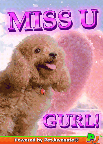 a picture of a poodle with the words miss u gurl
