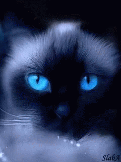 Cat Blinking Blue Eyes GIF - Cat Blinking Blue Eyes Cats GIFs