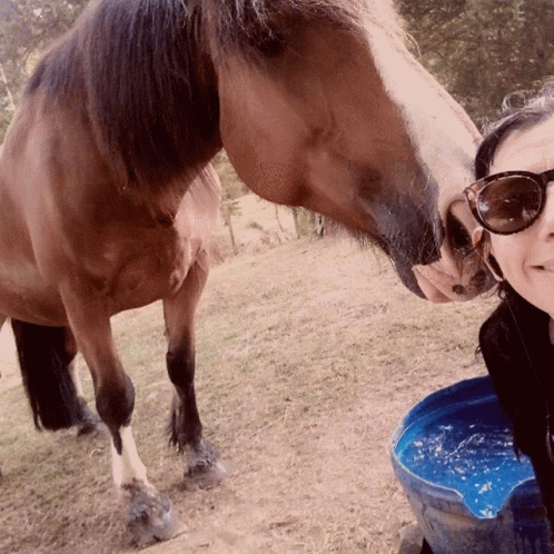Selfie Horse GIF - Selfie Horse Pet GIFs