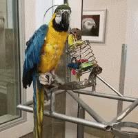 Parrot Sup GIF - Parrot Sup Wave GIFs