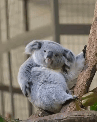 Scratching Koala Koala Bear GIF
