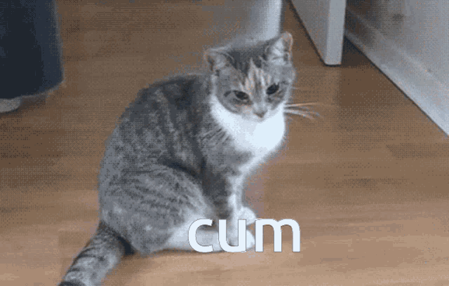 a cat is sitting on a wooden floor and the word cum is on the floor