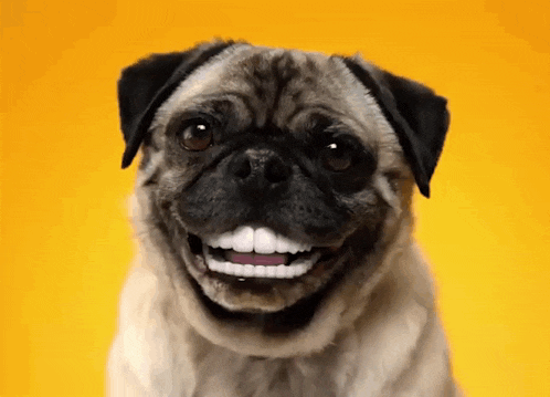 a pug dog with fake teeth looks at the camera