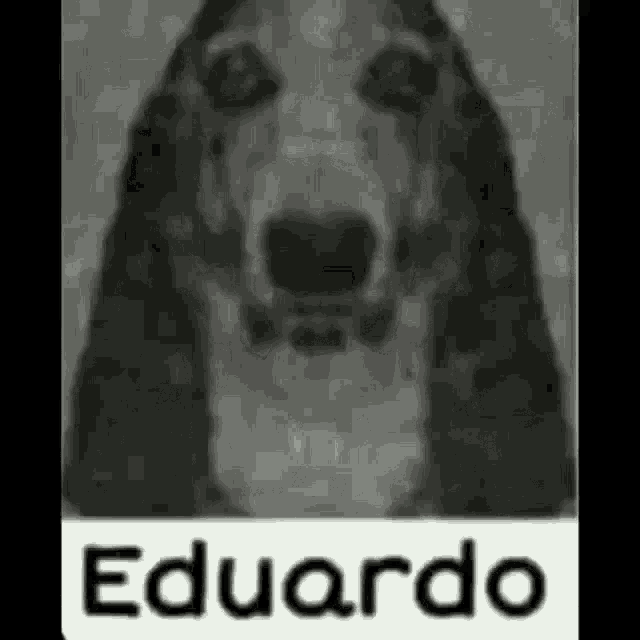 Eduardo Dog Gif Eduardo GIF - Eduardo Dog Gif Eduardo Dog GIFs