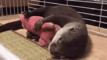 a couple of otters laying on top of each other holding a pink stuffed animal .
