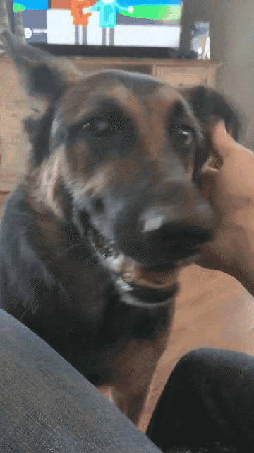 a close up of a german shepherd looking at the camera
