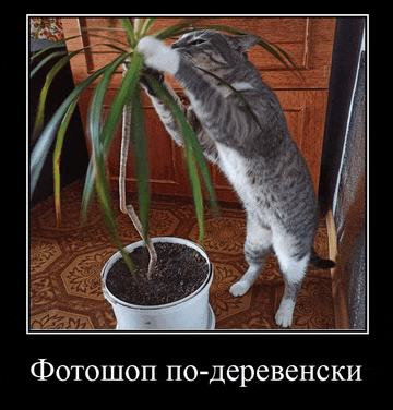 a cat is standing on its hind legs reaching for a plant in a pot