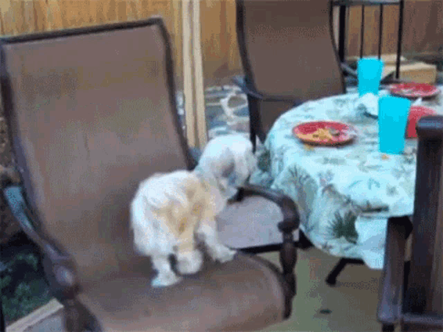 a dog is sitting on a chair in front of a table with plates and cups on it
