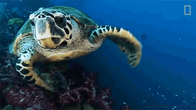 Swimming World Turtle Day GIF