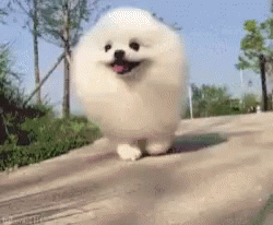 No Pomeranian GIF - No Pomeranian Running Dog GIFs