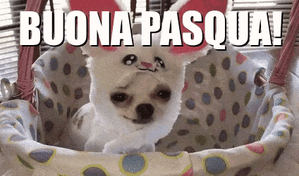 a small white dog wearing bunny ears is in a basket with the words buona pasqua written above it