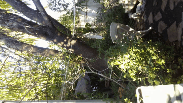 a tree with a lot of branches and leaves surrounding it