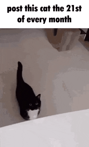 a black and white cat is standing on a white surface .