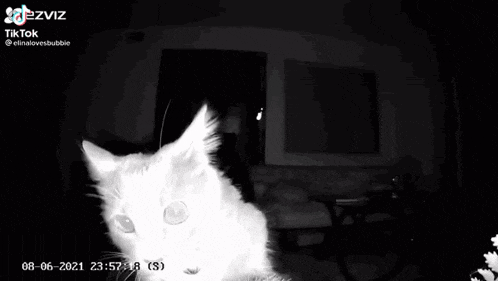 a black and white photo of a cat looking at the camera with its mouth open .