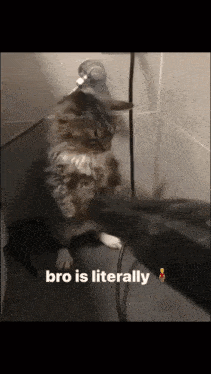 a cat is taking a shower with the words bro is literally below it