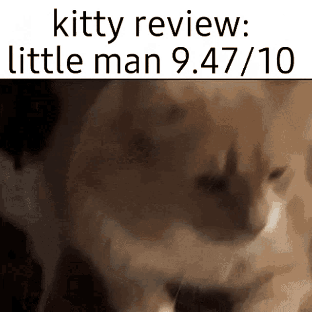 Kitty Review Cat GIF - Kitty Review Cat Babey GIFs