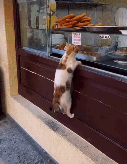 Cat Hungry GIF - Cat Hungry Baklava GIFs