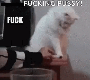 Fuck This Cat GIF - Fuck This Cat Cat Lover GIFs