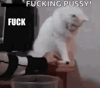 a white cat is sitting on a table next to a glass and a person 's feet .