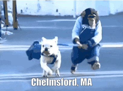 Chelmsford Massachusetts GIF - Chelmsford Massachusetts Chimp GIFs