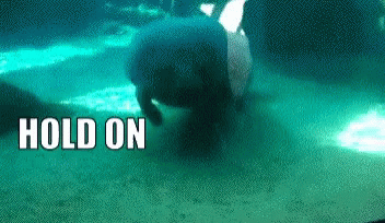 Funny Animals Aquarium GIF - Funny Animals Aquarium Bump GIFs