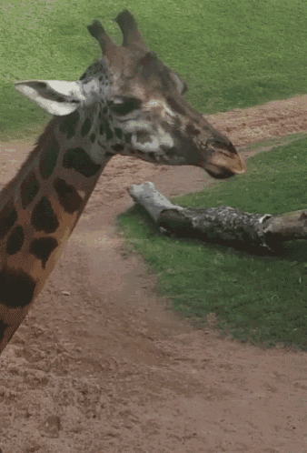 Giraffe Eating GIF - Giraffe Eating Chewing GIFs
